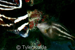 And then there were two. by Tyler Kukla 